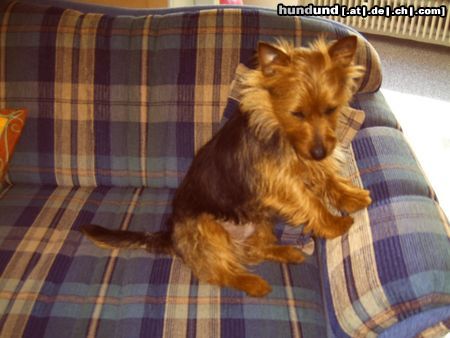 Australian Terrier Hunde Foto 23323 Australian Terrier Endlich mal das Sofa für mich allein...