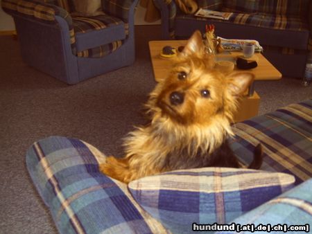 Australian Terrier Hunde Foto 22582 Australian Terrier Doricas Harley Junior