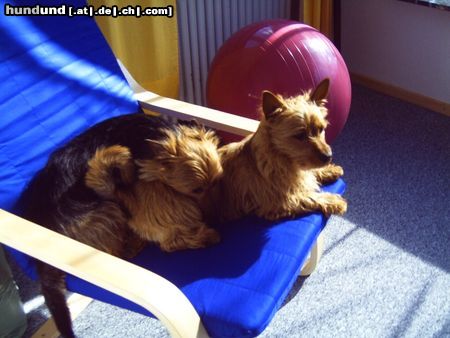 Australian Terrier Hunde Foto 22580 Australian Terrier Doricas Harley Junior und Ivanhoe