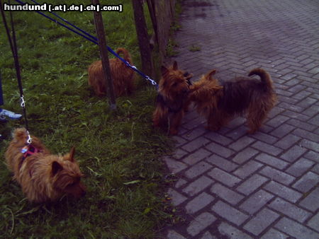 Australian Terrier Hunde Foto 24521 Australian Terrier Meine Freunde..