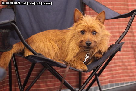 Australian Terrier Gimli auf einer Ausstellung beim relaxen 