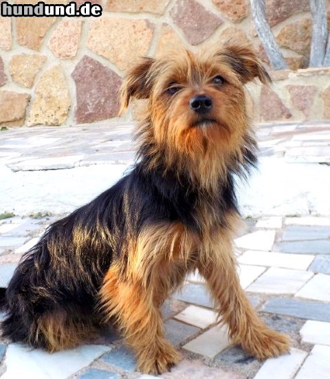 Australian Terrier Sina