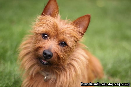 Australian Terrier Gimli, ein Australian Terrier 