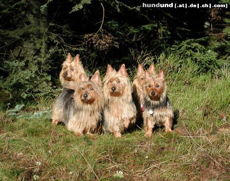 Australian Terrier Hunde Foto 13627 Australian Terrier v.d. Lausbuben Liebhaberzucht
