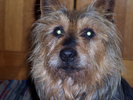 Australian Terrier Billy 14 Jahre