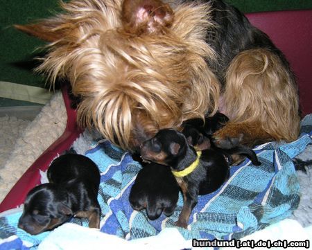 Australian Terrier Hunde Foto 19251 Australian Terrier Lesnoy's Australian Terrier Welpen vom 05.03.05