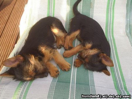 Australian Terrier Hunde Foto 22416 Australian Terrier Dingo und Lissi, k.o vom spielen.