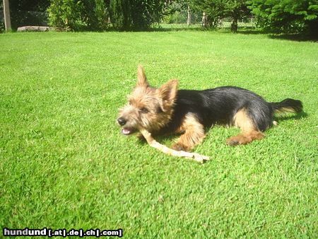 Australian Terrier Hunde Foto 23907 Australian Terrier Den Stock kriegste nicht .....