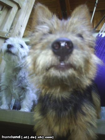 Australian Terrier Hunde Foto 23906 Australian Terrier Nasen im Wind