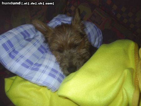 Australian Terrier Hunde Foto 23920 Australian Terrier Gute Nacht