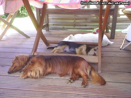 Australian Terrier Hunde Foto 22929 Australian Terrier 3 Krieger sind müde