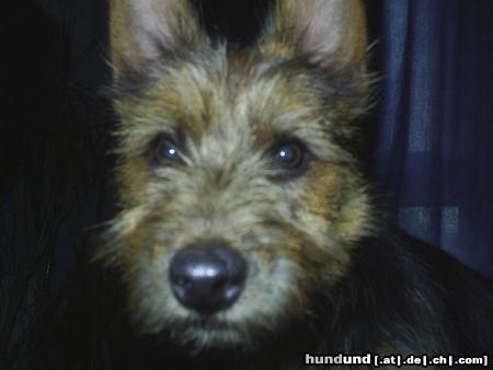 Australian Terrier Hunde Foto 22927 Australian Terrier DINGO in Pose
