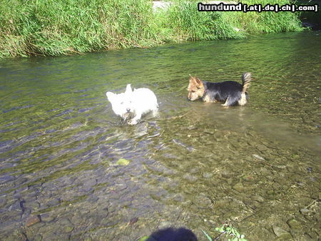 Australian Terrier Nasse Pfoten