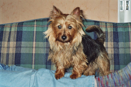 Australian Terrier Doricas Harley Junior