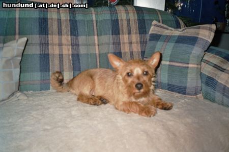 Australian Terrier Hunde Foto 22823 in höherer Auflösung ansehen Australian Terrier