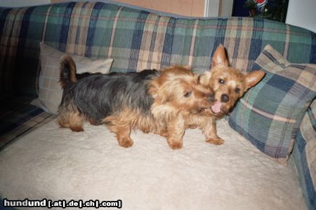 Australian Terrier Hunde Foto 22942 in höherer Auflösung ansehen Australian Terrier Doricas Aussies, Hab dich zum fressen gern