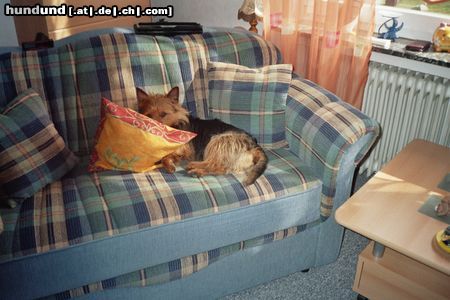 Australian Terrier Hunde Foto 22943 in höherer Auflösung ansehen Australian Terrier Doricas Aussies, Ich versteck mich lieber