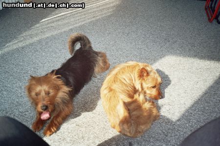 Australian Terrier Hunde Foto 22944 in höherer Auflösung ansehen Australian Terrier Doricas Aussies, Mein Bruder ist heute wieder sehr ermüdent