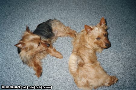Australian Terrier Hunde Foto 23324 in höherer Auflösung ansehen Australian Terrier Mach mal Pause....