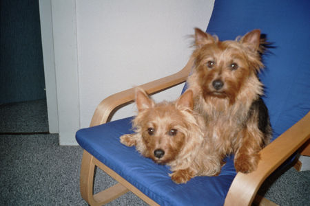 Australian Terrier Toby und Sammy 