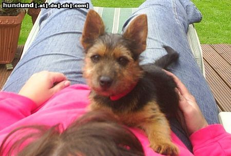 Australian Terrier Hunde Foto 23695 Australian Terrier Auf Frauchen ist es am bequemsten ...