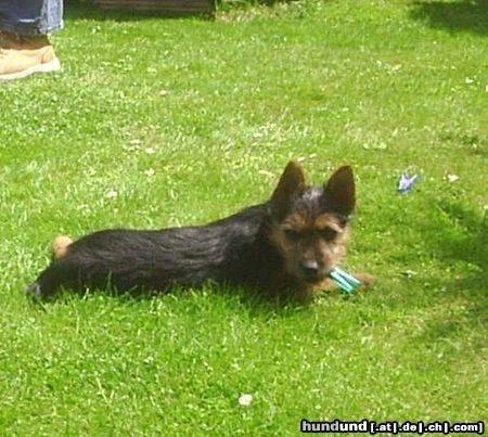 Australian Terrier Hunde Foto 23694 Australian Terrier Meine Wäscheklammer