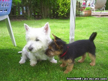 Australian Terrier Hunde Foto 22861 Australian Terrier Mozart & Dingo