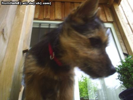 Australian Terrier Hunde Foto 23696 Australian Terrier DINGO