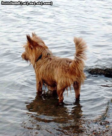 Australian Terrier Hunde Foto 21271 in höherer Auflösung ansehen Australian Terrier ich bin Terrier - nicht Aquarier