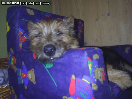 Australian Terrier Hunde Foto 23332 Australian Terrier DINGO