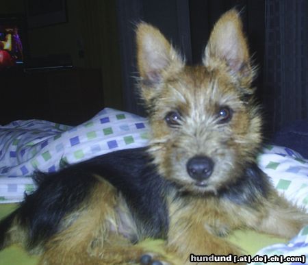 Australian Terrier Hunde Foto 23706 Australian Terrier DINGO