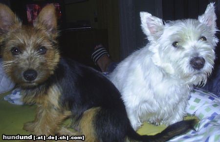 Australian Terrier Hunde Foto 23707 Australian Terrier Dingo und Mozart