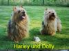 Australian Terrier Foto: Harley und Dolly ( Doricas ) (ID 23861) Australian Terrier Hund