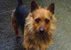 Australian Terrier Foto (ID 238) Australian Terrier Hund