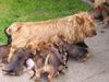 Australian Terrier Hund