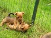 Australian Terrier Hund