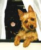 Australian Terrier Foto: Amy + Haphiera immer dabei! (ID 17160) Australian Terrier Hund