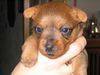 Australian Terrier Foto: Arist Jumpers (ID 37457) Australian Terrier Hund