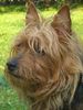 Australian Terrier Hund