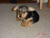 Australian Terrier Foto (ID 12535) Australian Terrier Hund