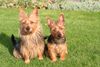 Australian Terrier Foto: Eirav.d.Lausbuben und Beverly Jumpers (ID 37449) Australian Terrier Hund