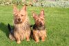 Australian Terrier Hund