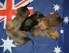 Australian Terrier Foto: Va Bene Australian Terrier Welpen (ID 8003) Australian Terrier Hund