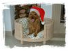 Australian Terrier Foto: Ich helfe dem Weihnachtsmann. (ID 8002) Australian Terrier Hund