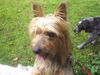 Australian Terrier Hund