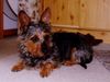 Australian Terrier Foto: unsere Nellie (ID 14260) Australian Terrier Hund
