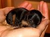 Australian Terrier Foto: Winzling (ID 19875) Australian Terrier Hund