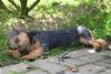 Australian Terrier Foto: Lausbube (ID 13725) Australian Terrier Hund