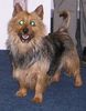 Australian Terrier Hund