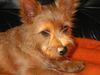 Australian Terrier Foto: mit 4 Monaten und RIESEN-Ohren. (ID 21270) Australian Terrier Hund